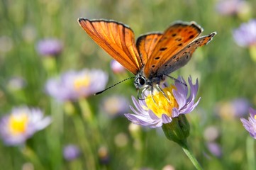 ordinary hay butterfly (Coenonympha glycerin)