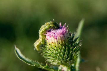 Cabbage moth larva.