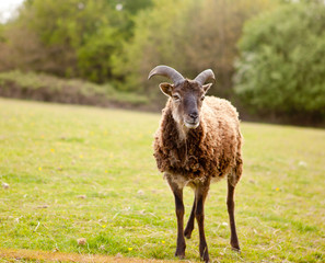 A brown sheep on the farm
