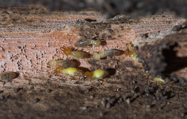 termite