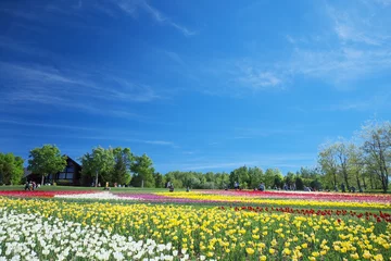 Photo sur Plexiglas Tulipe 絶景のチューリップ畑
