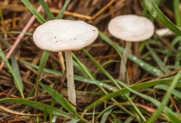 Beautiful white mushrooms