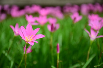 Pink flowers