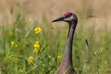 Sandhill Crane, Creamer's Field Migratory Waterfowl Refuge, Fairbanks, Alaska 