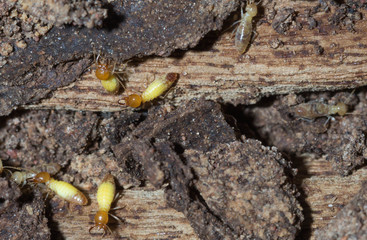 termite