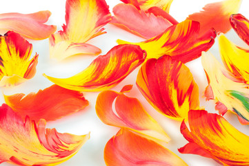 Background from petals of a tulip