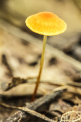 Orange poisonous mushrooms