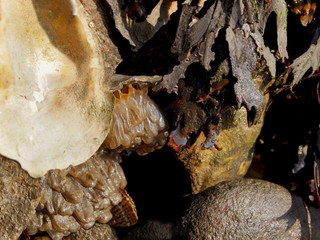 Shellfish Eggs Hanging In Clusters