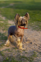 Китайская хохлатая