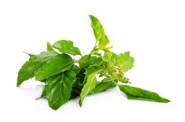 Obraz premium Sweet Basil isolated on a white background