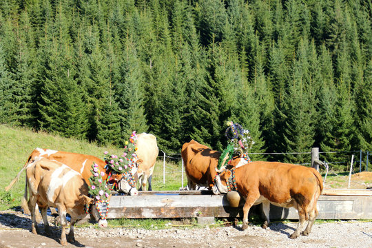 Austrian cows with a huge bell and decorative headdress drinking water from a wooden trough during a cattle drive (Almabtrieb Festival) in Tyrol, Austria