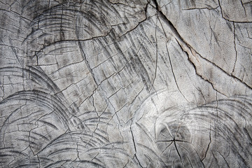 Old wood cut texture background