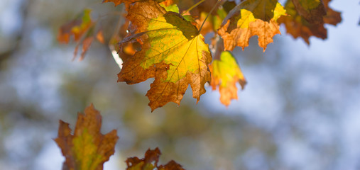 autumn yellow dry