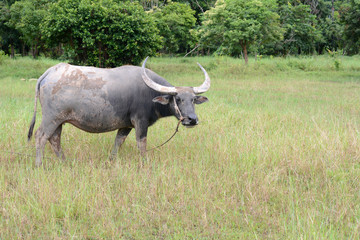 Buffalo on the grass
