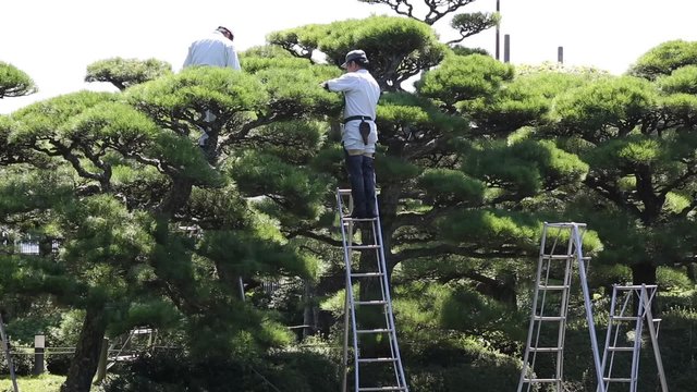 庭師