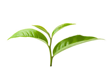 green tea leaf isolated on white background