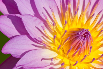 Obraz premium close up of pink water lily.