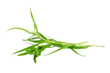Tarragon herbs close up isolated on white