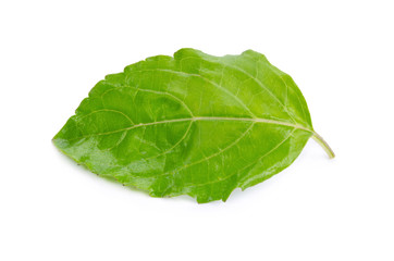 Sweet Basil isolated on a white background