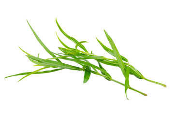 Tarragon herbs close up isolated on white