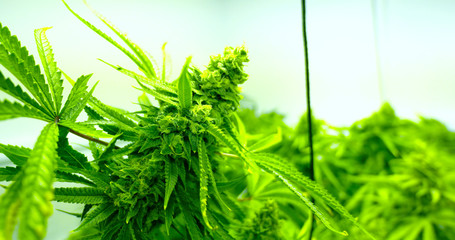 Fototapeta premium Cannabis Sativa