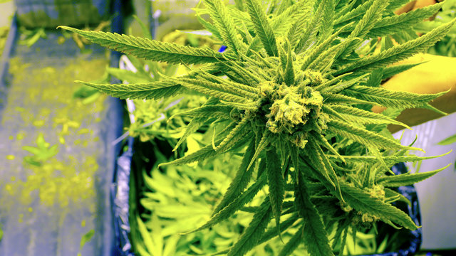 A grower holds a large marijuana plant