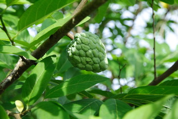 Fototapeta premium Curd Apple