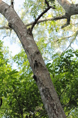 Obraz premium Tree in Forest