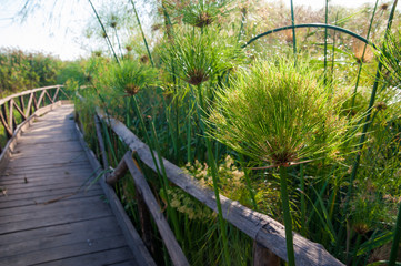 Naklejka premium Papyrus plants growing close to a wooden path near the spring of the Ciane river natural reserve, Syracuse