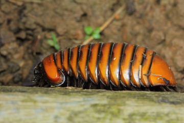 Pill Millipede