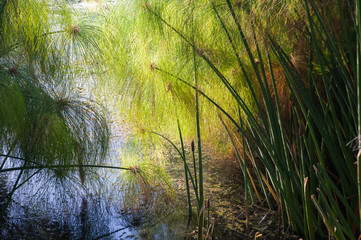 Fototapeta premium Papyrus plants in the natural reserve of Ciane river near Syracuse