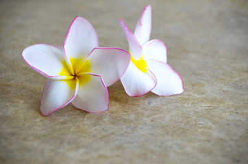 Fototapeta na wymiar flowers frangipani