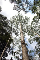 Fototapeta premium Big Trees