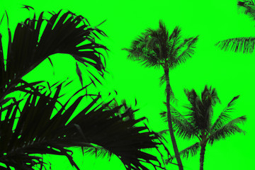 Fototapeta na wymiar Palm Tree Greenscreen