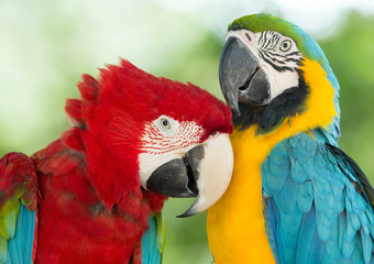  parrots