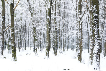  winter forest