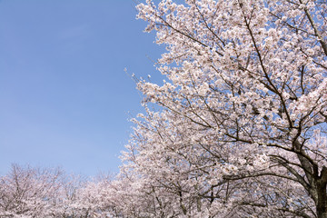 ソメイヨシノ並木と青空