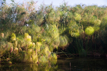 Fototapeta premium Papyrus plants in the natural reserve of Ciane river near Syracuse