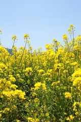 菜の花
