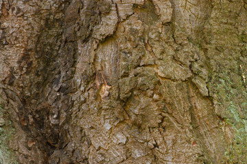 Tree bark trunk as background texture