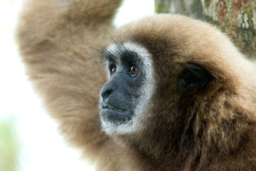 gibbon