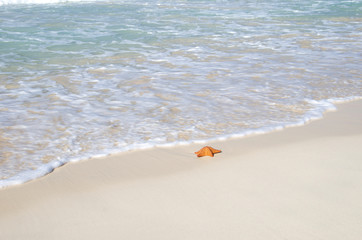 Fototapeta na wymiar starfish over beach