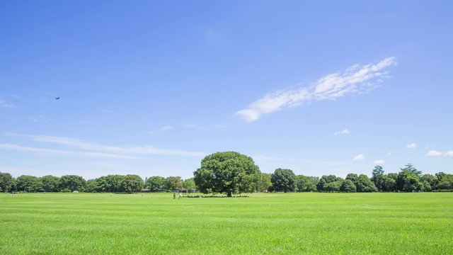 芝生と青空と大木（タイムラプス）