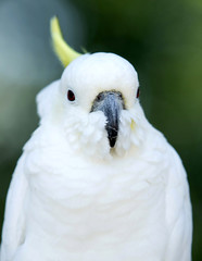 Fototapeta premium parrot