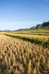 Terraced Rice Field