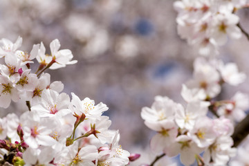 ソメイヨシノの花のアップと花のボケ
