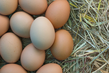 Chicken eggs in the straw