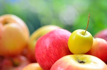 Apples