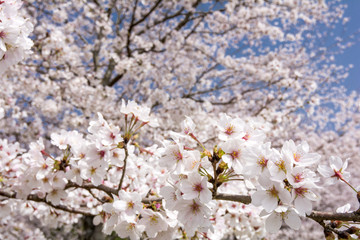 ソメイヨシノの咲く枝と花のボケ