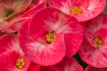 Red flowers home Euphorbia milli